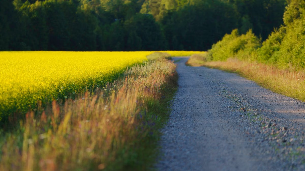 Scenic rural pathway beside a vibrant yellow canola field with lush green trees in the background.
